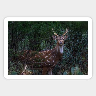 Axis Deer - Chital - Spotted Deer Sticker